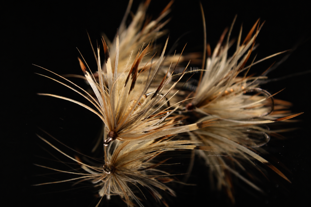 French partridge mayfly