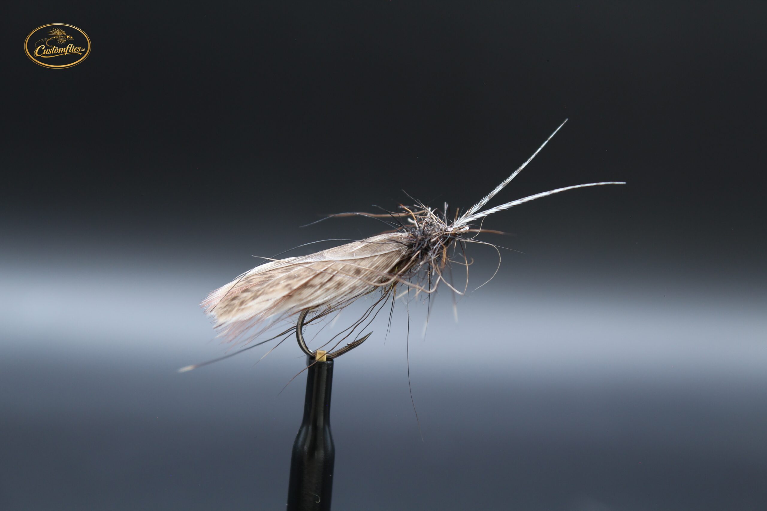 Phryganea grandis